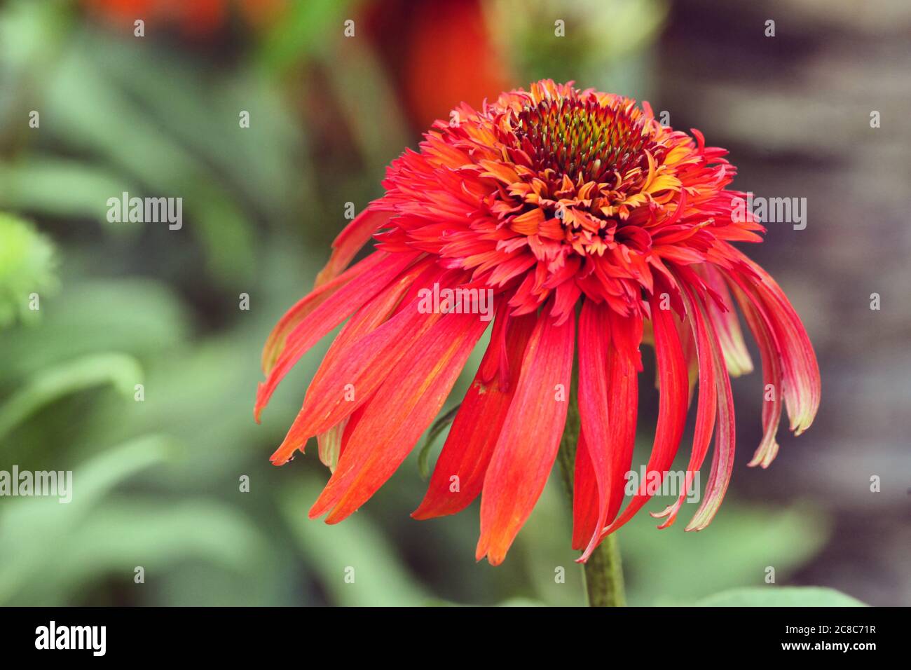 Echinacea purpurea double 'papaye chaude' en fleur Banque D'Images