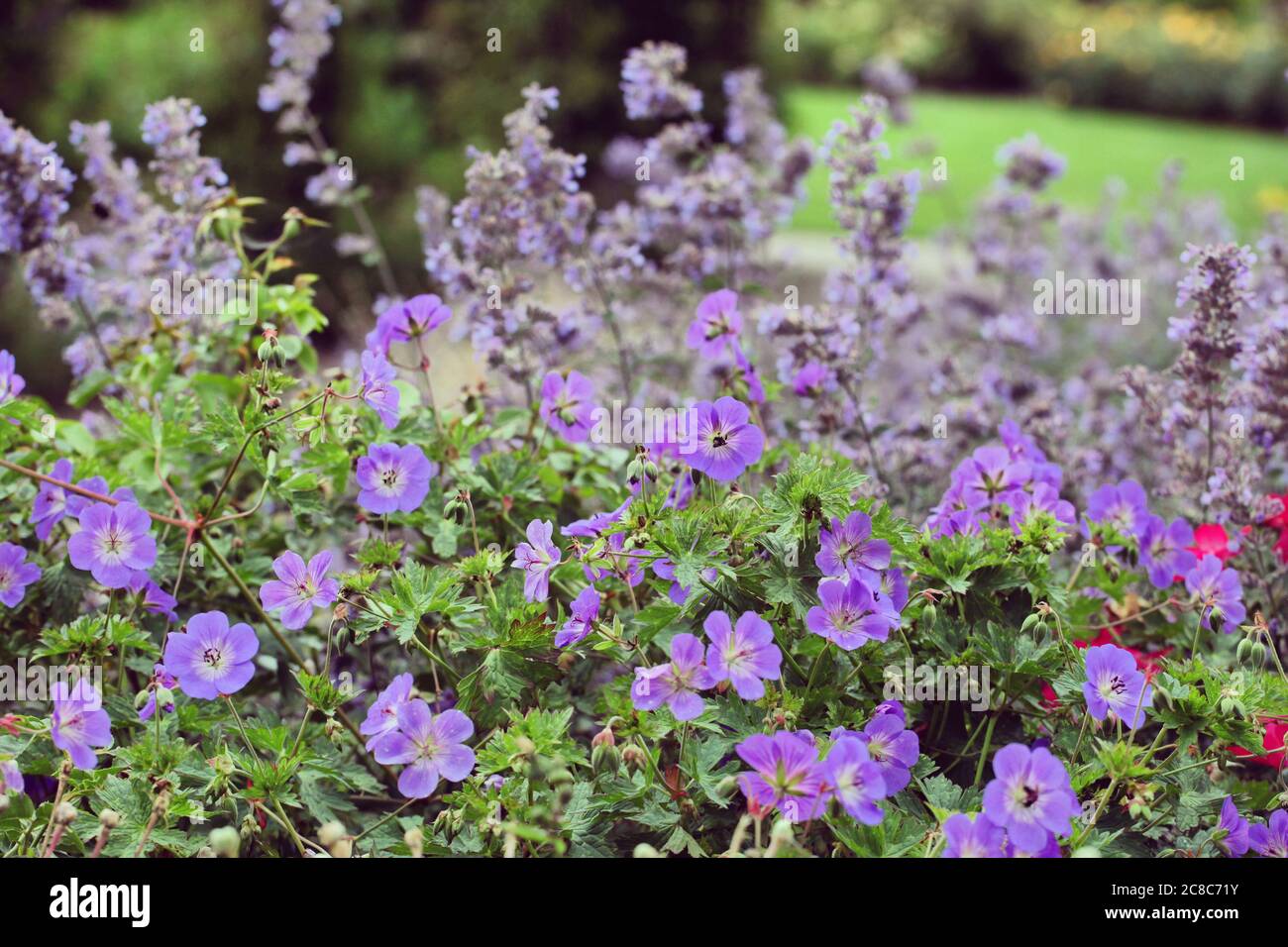 Géranium violet de Hardy en fleur Banque D'Images