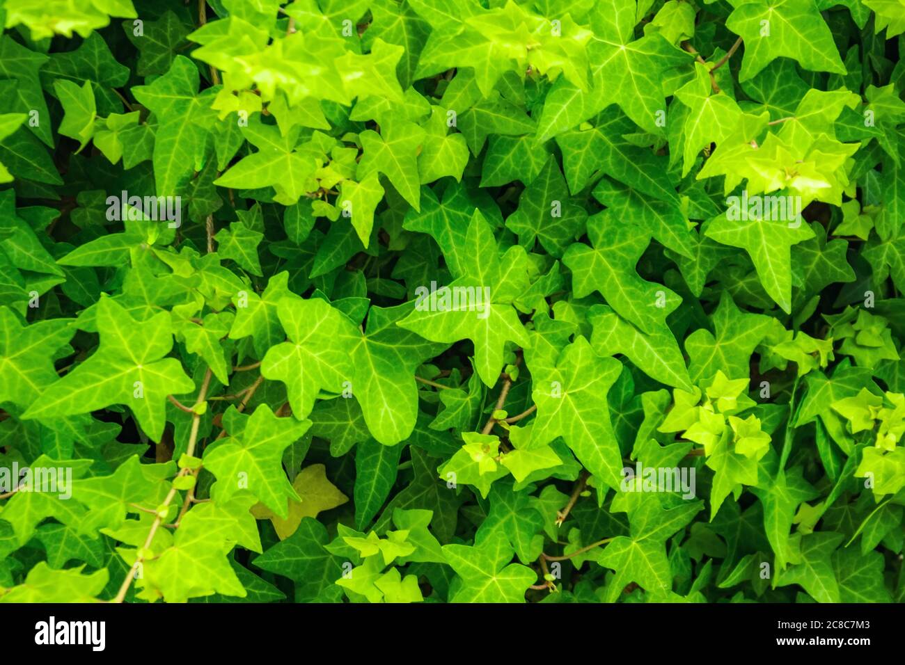 L'ivie rampante à texture verte laisse un revêtement continu Banque D'Images