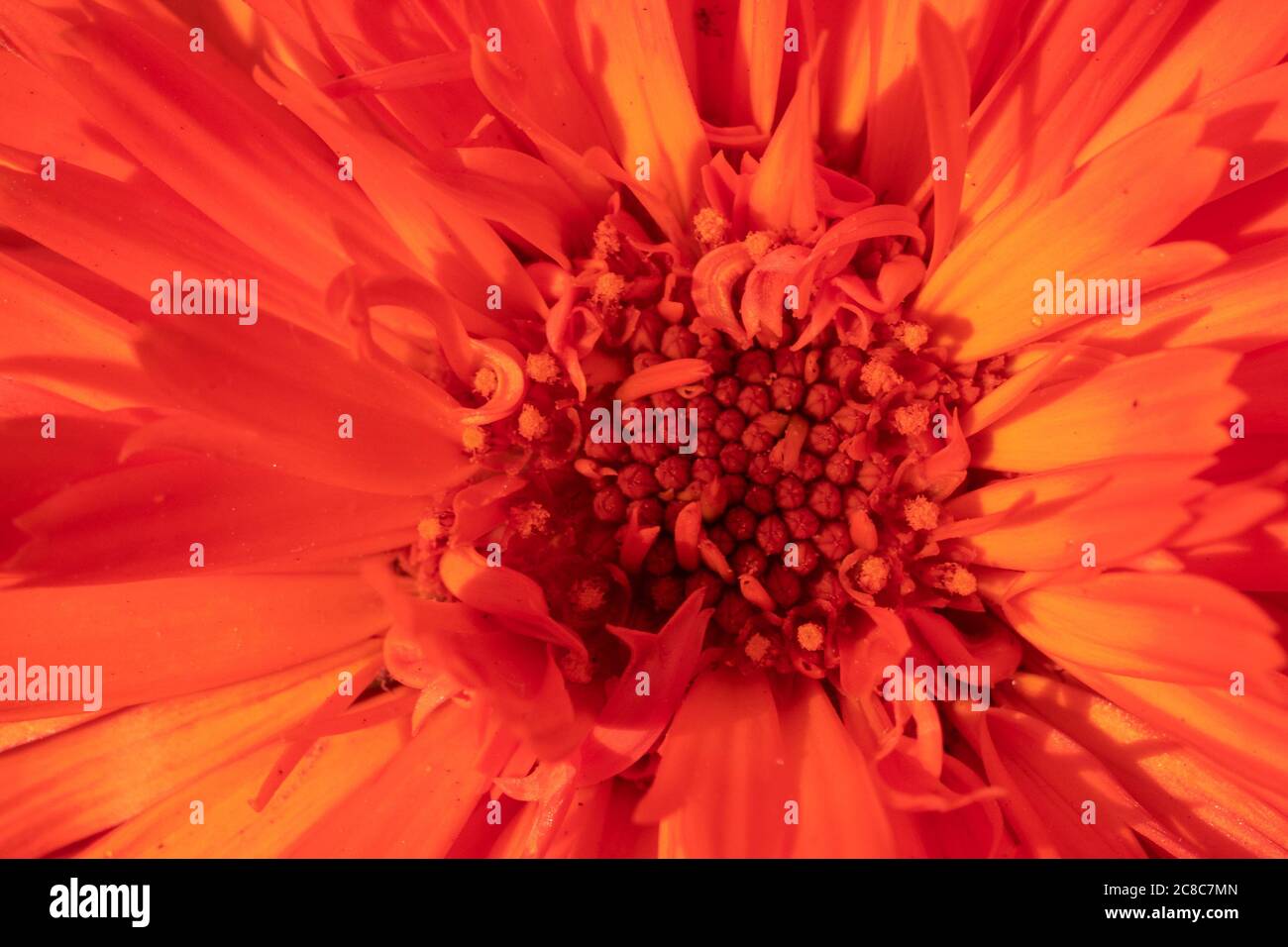 Photo macro de fleur rouge gros plan Banque D'Images