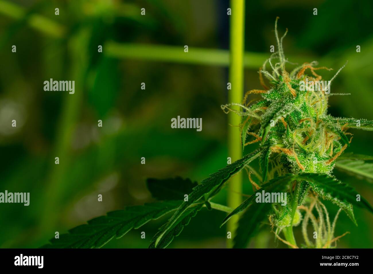 Cannabis bourgeon avec THC. Trichomes de marijuana. Copier l'espace sur fond vert Banque D'Images