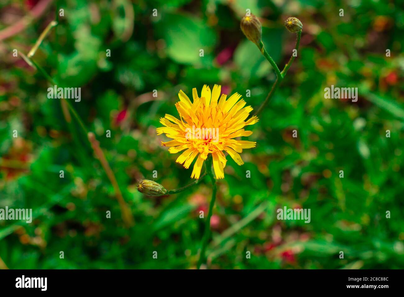 fleur jaune sur fond vert Banque D'Images