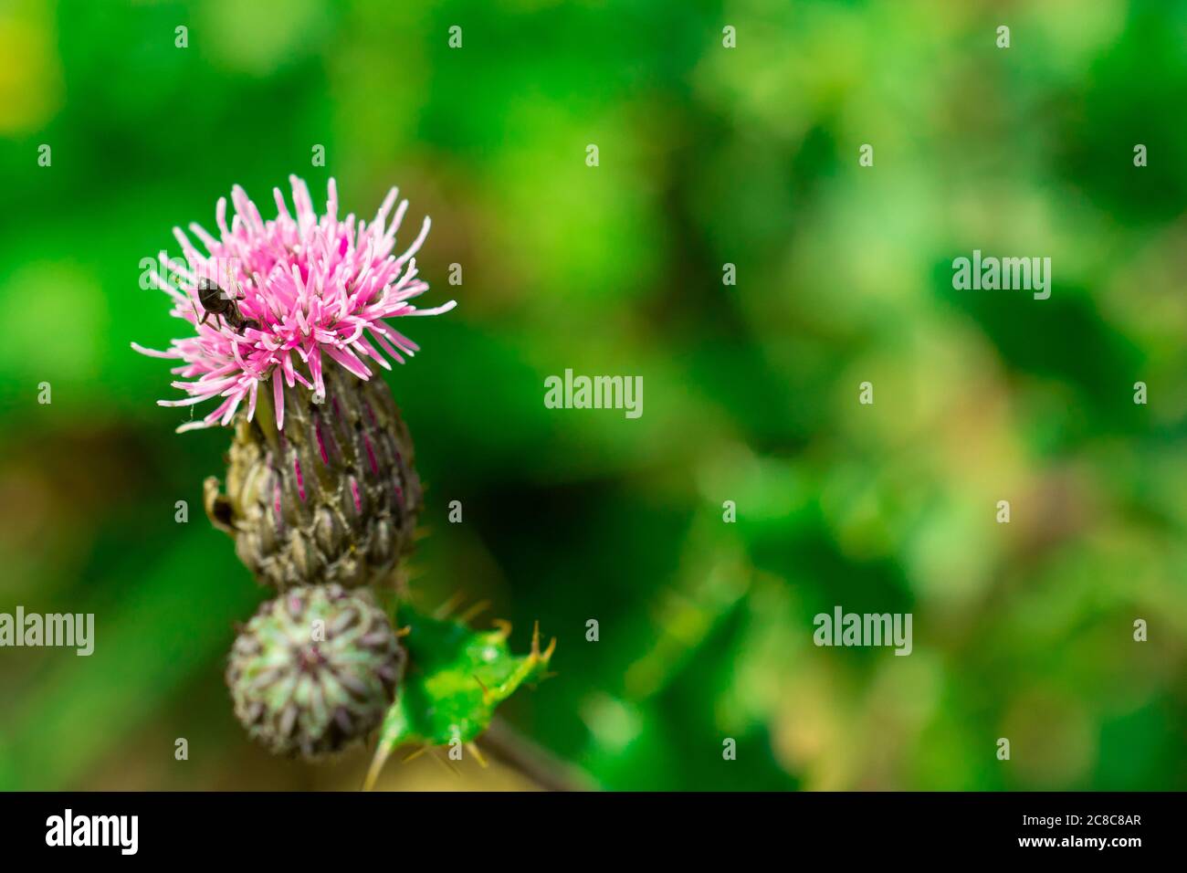 Photo macro insecte sur fleur. Arrière-plan flou avec espace de copie Banque D'Images