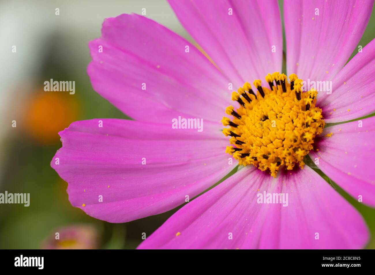 Photo de fleur macro avec jaune et rose violet, espace de copie. Gros plan Banque D'Images