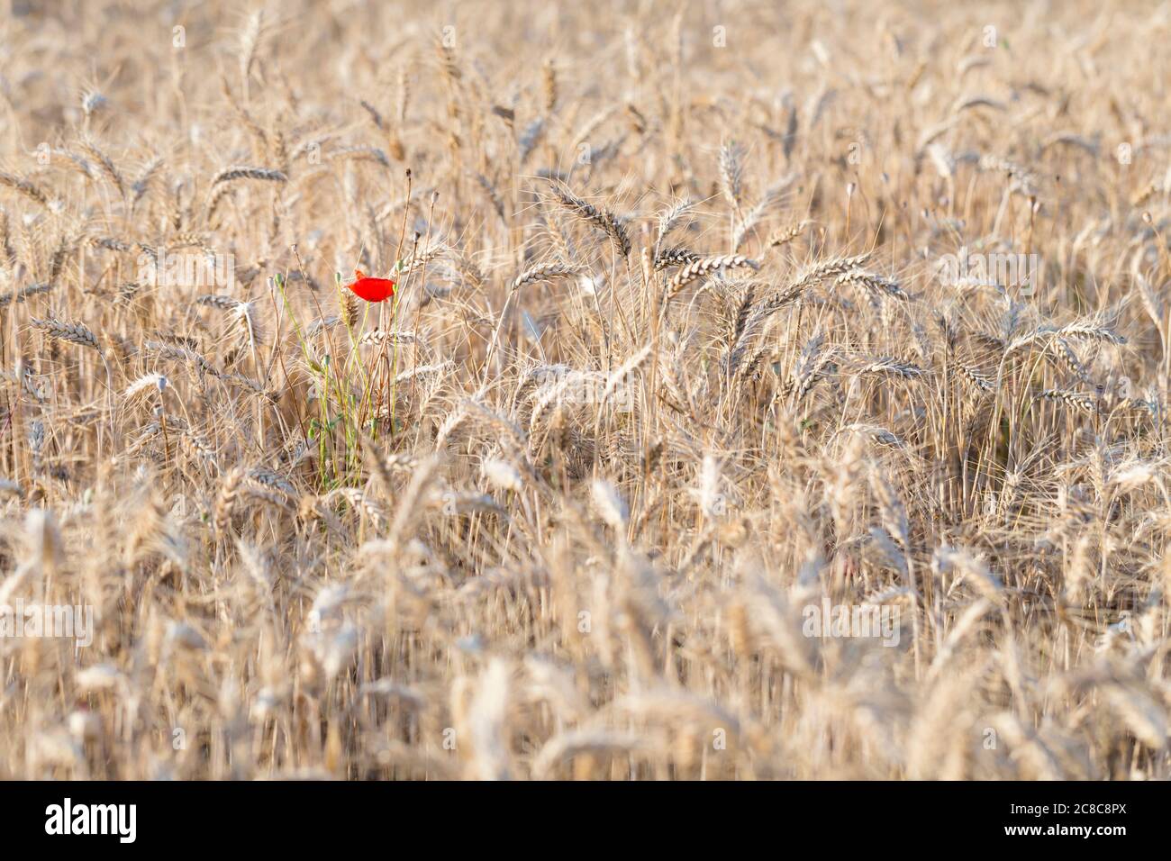 Un pavot rouge solitaire dans un champ de blé, Italie Banque D'Images