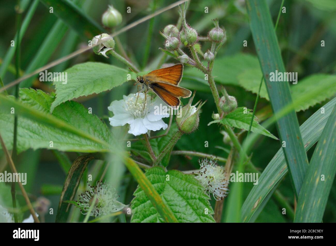 Brunkolbiger Braun-Dickkopffalter (Thymelicus sylvestris) auf der Halbinsel Gnitz am Achterwasser der Insel Usedom auf einer weißen Blüte. Banque D'Images