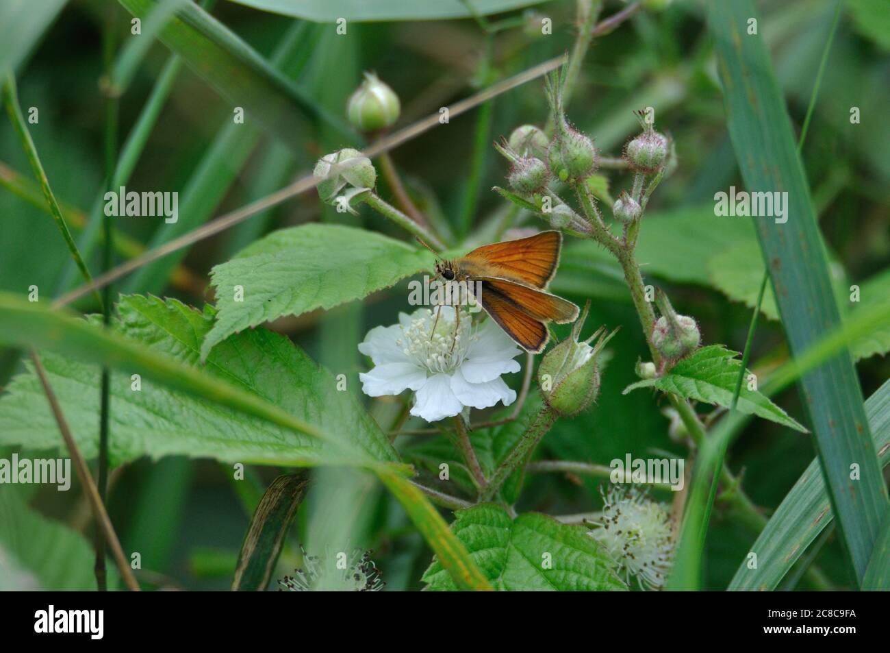 Brunkolbiger Braun-Dickkopffalter (Thymelicus sylvestris) auf der Halbinsel Gnitz am Achterwasser der Insel Usedom auf einer weißen Blüte. Banque D'Images