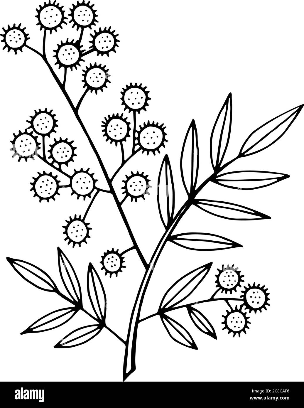 Branche Mimosa - page de coloriage. Motif floral et motif de dessin animé isolé. Illustration vectorielle Illustration de Vecteur