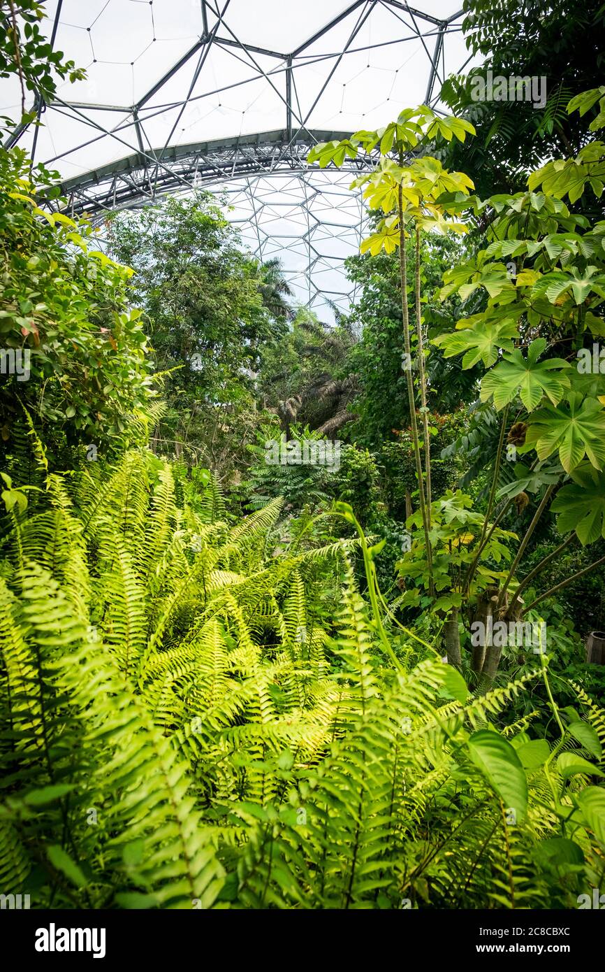 Plantes et arbres subtropicaux à l'intérieur du biome de la forêt tropicale au complexe du projet Eden à Cornwall. Banque D'Images