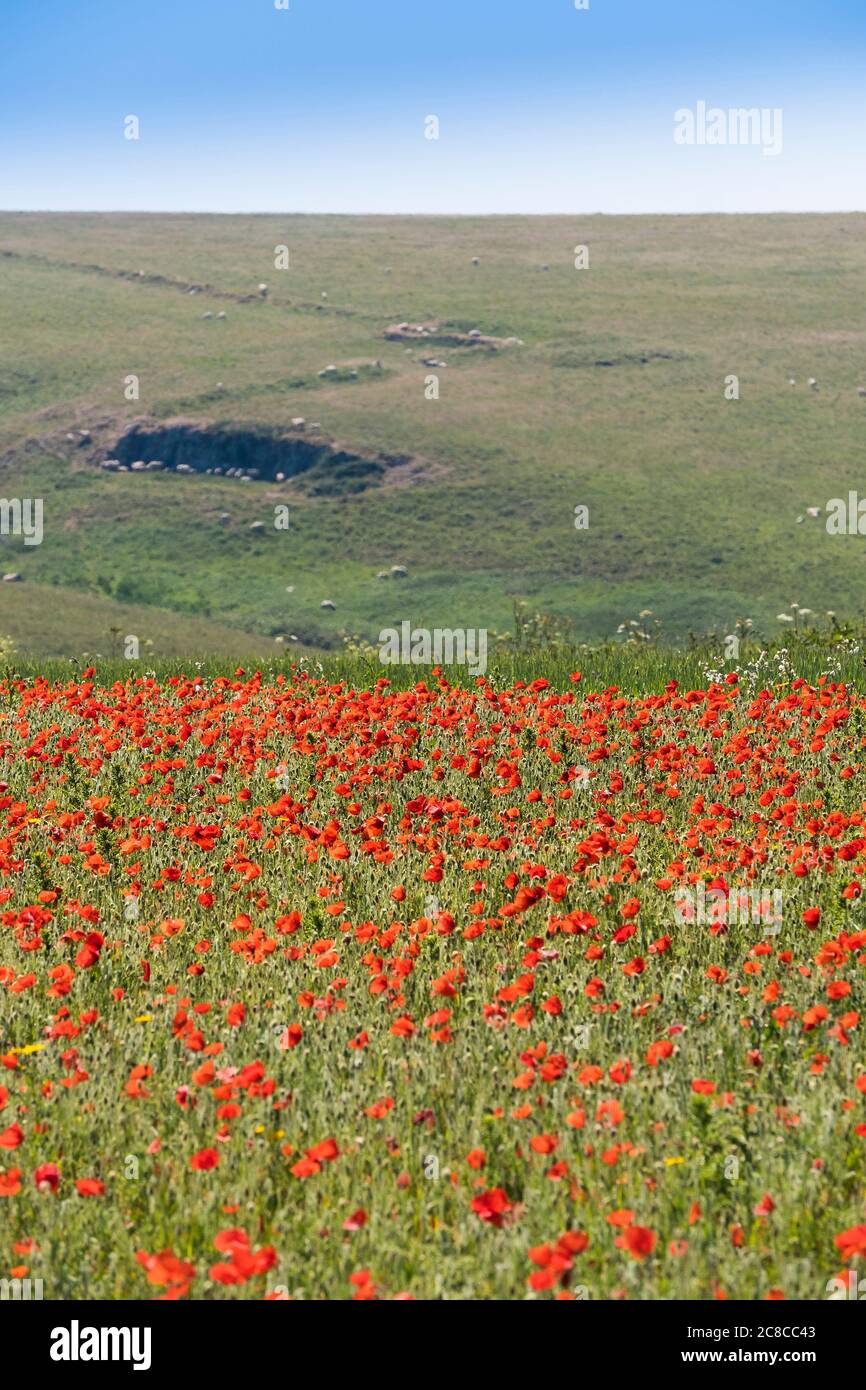 La vue spectaculaire des rhoeas de Poppies communes qui poussent dans un champ dans le cadre du projet de champs arables sur Pentire point West à Newquay en Cor Banque D'Images