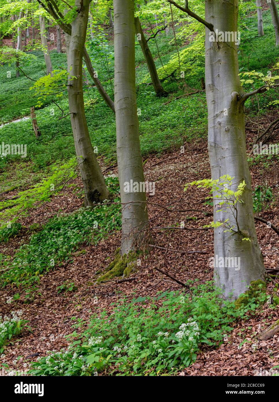 Ail sauvage dans les bois de Millington sur les Yorkshire Wolds. Banque D'Images