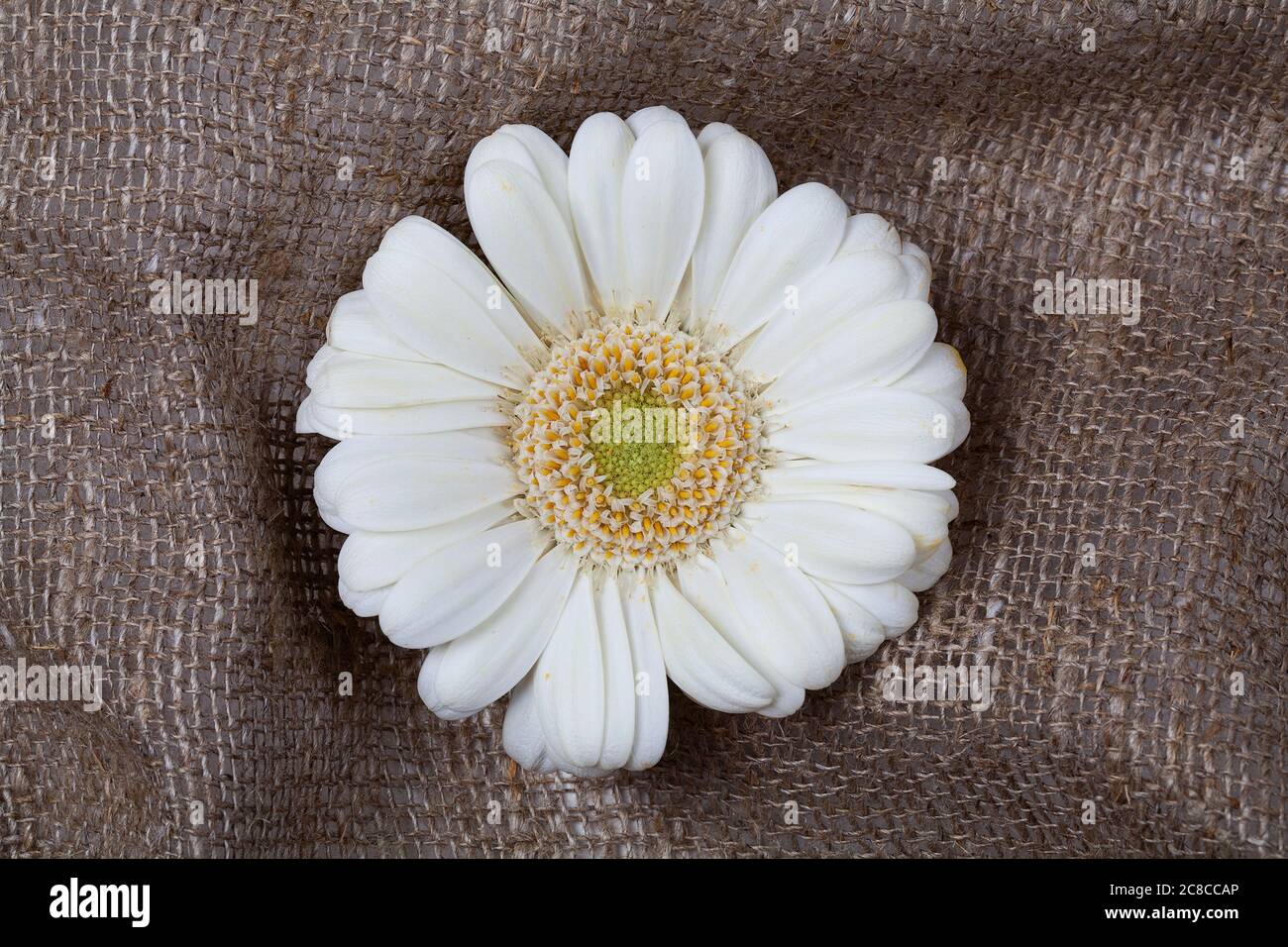 Gerbera de fleur blanche sur un fond de tapis marron gros plan.Creative Spring concept . Une couche naturelle minimale. Banque D'Images Gerbera de fleur blanche sur un fond de tapis marron gros plan.Creative Spring concept . Une couche naturelle minimale. Banque D'Images