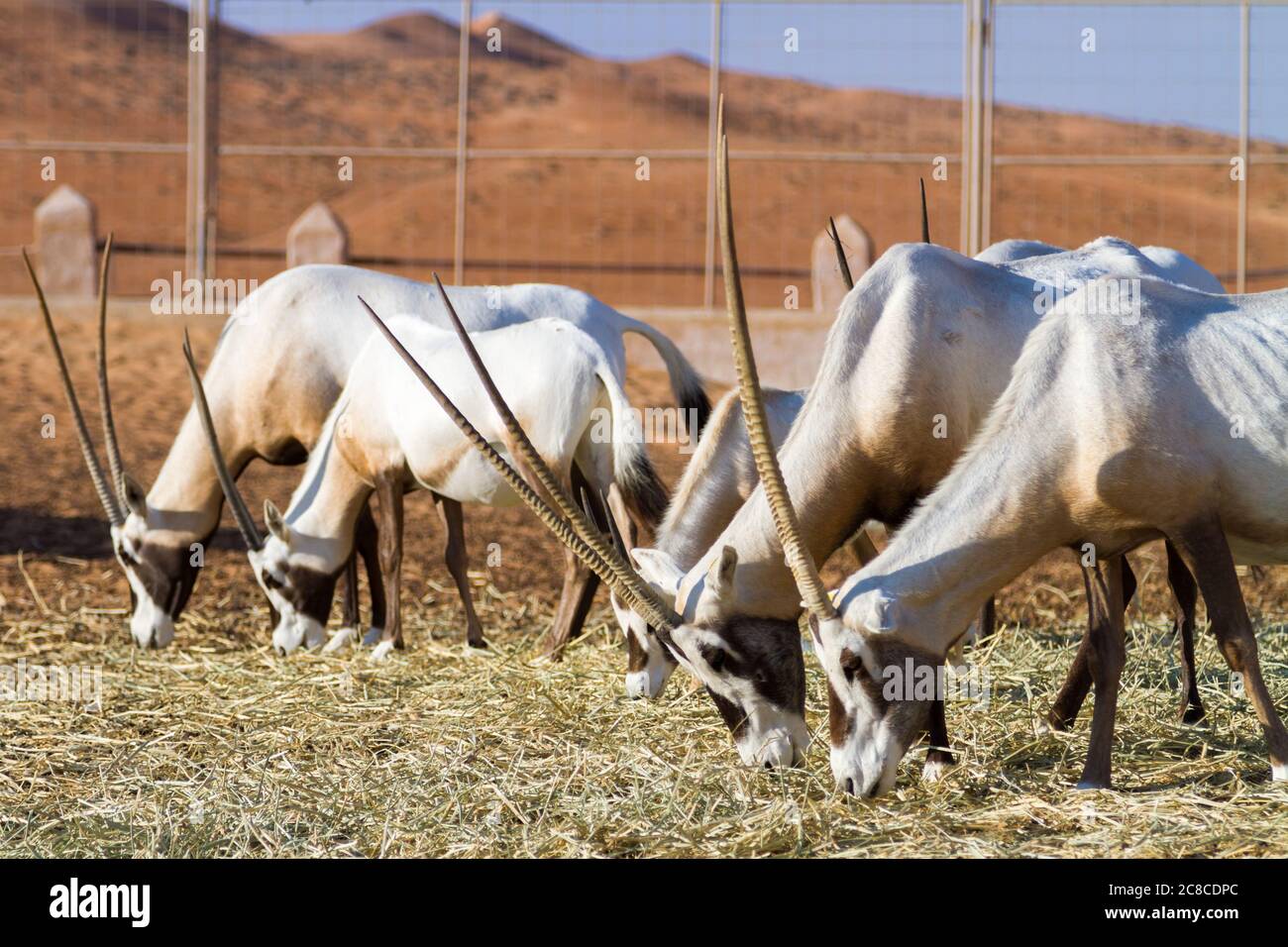 Troupeau de grandes antilopes avec des cornes spectaculaires, Gemsbok, Oryx gazella, nourrissant Banque D'Images
