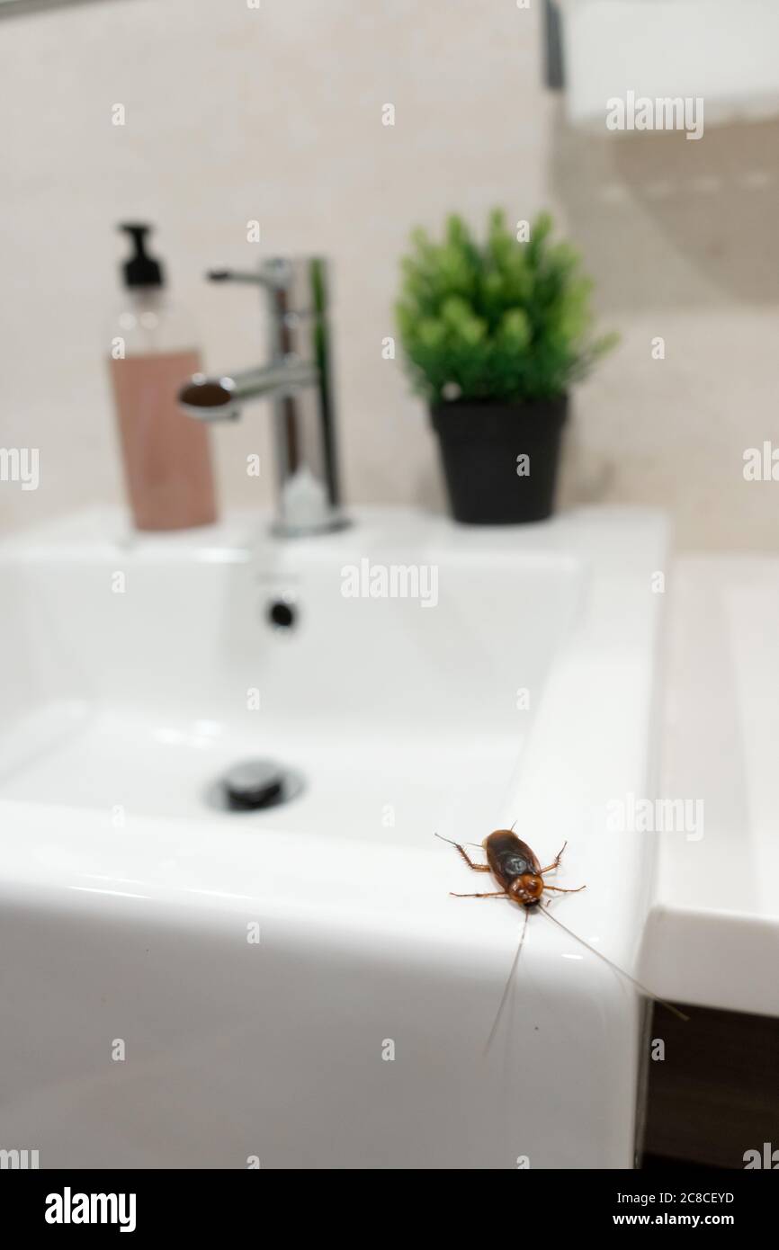 Cafard dans la salle de bains sur le lavabo. Le problème avec les insectes  Photo Stock - Alamy