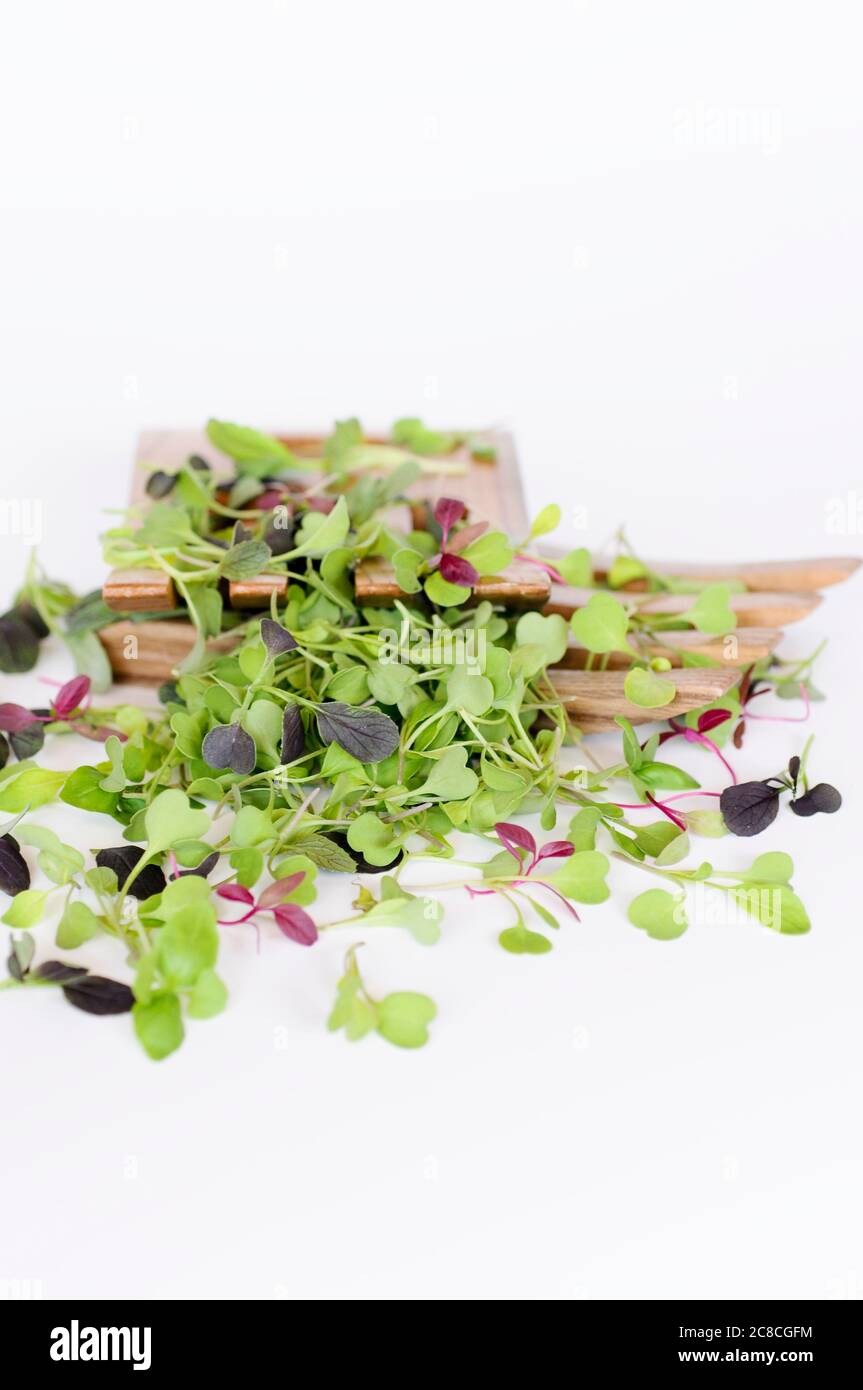 Micro Greens différents (ou microgreen, micro Leaves) sur fond blanc Banque D'Images