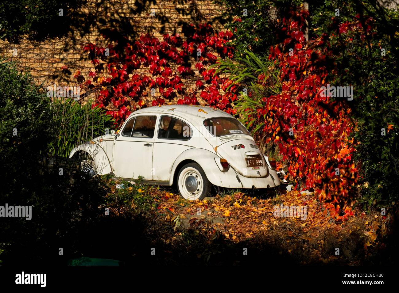 Un bug parmi les feuilles Banque D'Images