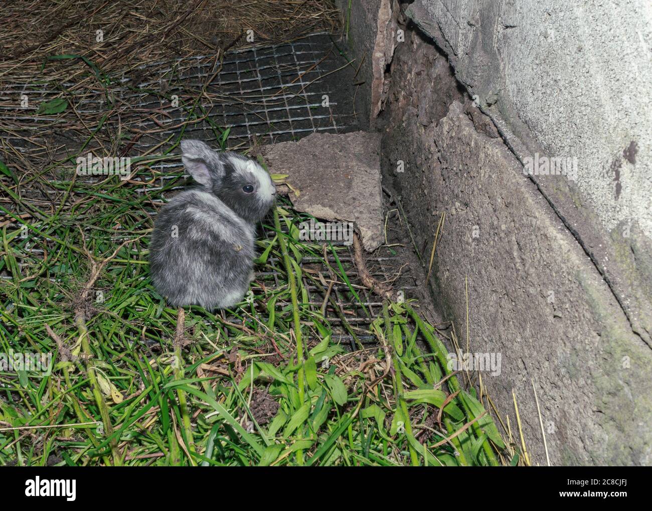 Petit lapin gris moelleux, animal de ferme mangeant de l'herbe verte Banque D'Images