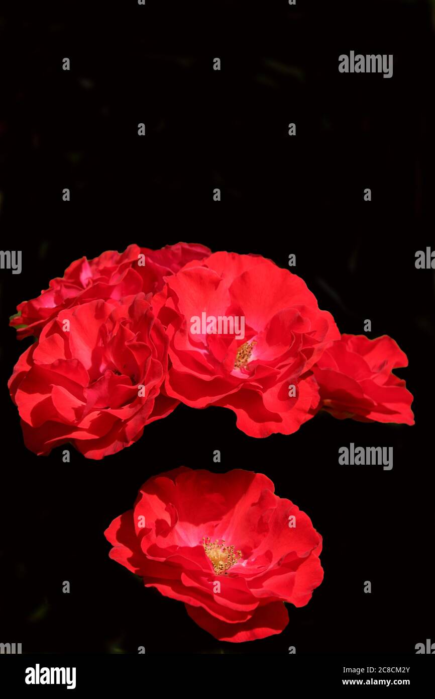 Trois roses rouges vibrantes sur fond noir. Banque D'Images