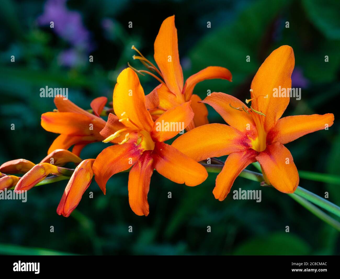 Fleurs orange de la dure, fleurs d'été vivaces corm, Crocosmia masoniorum, dans la lumière du soir Banque D'Images