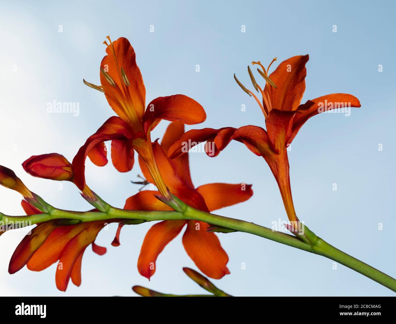 Fleurs orange de la dure, fleurs d'été vivace corm, Crocosmia masoniorum,  contre un ciel nocturne Photo Stock - Alamy
