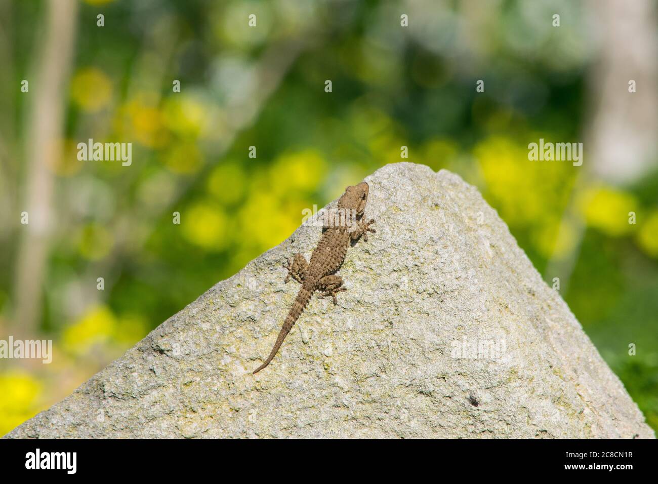 Un gecko mauresque, Tarentola mauritanica, se basant sur une roche avec un fond bokeh de fleurs jaunes Banque D'Images