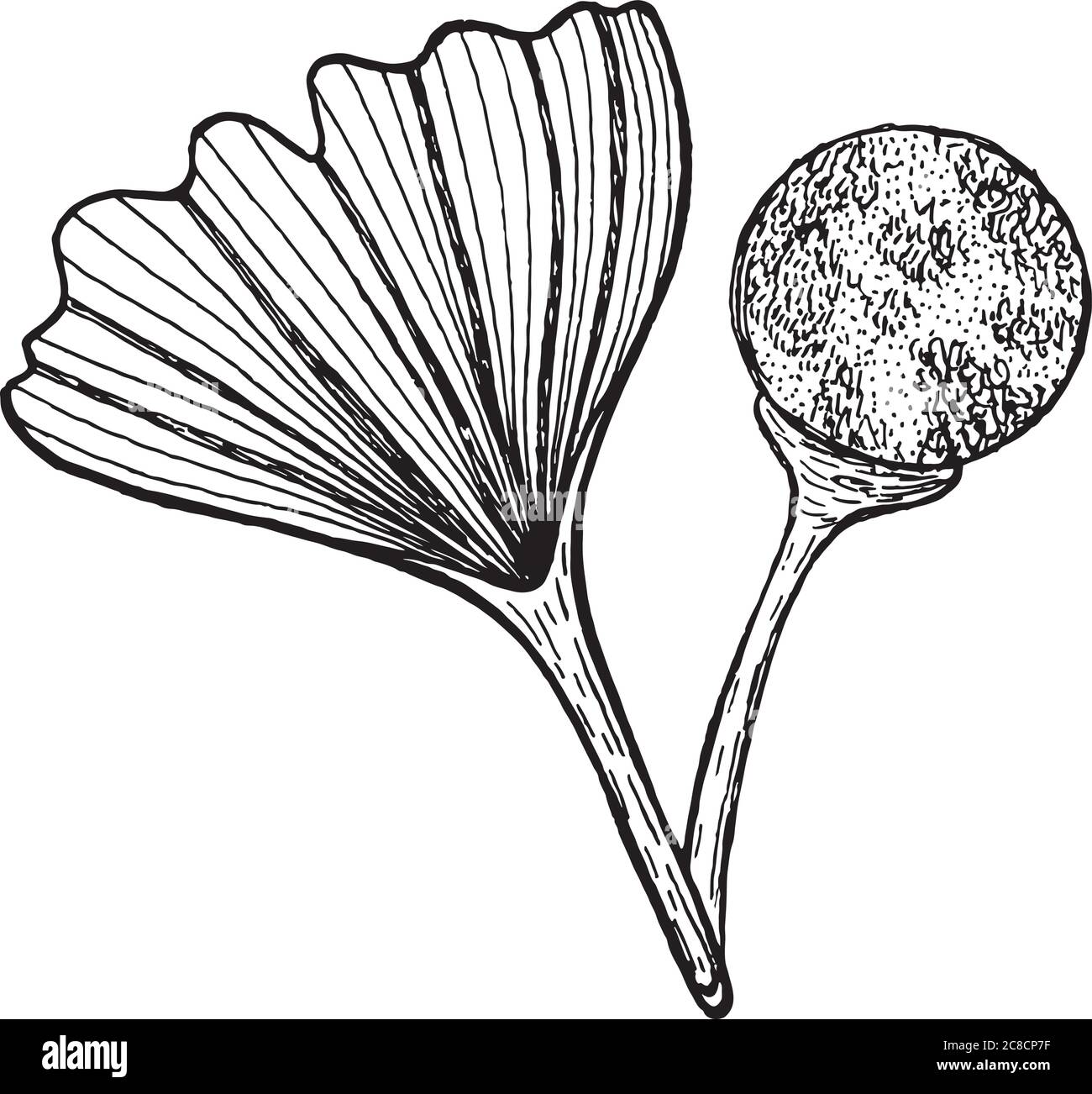 Ginkgo biloba - encre graphique aart pour le design et la coloration de boo Illustration de Vecteur