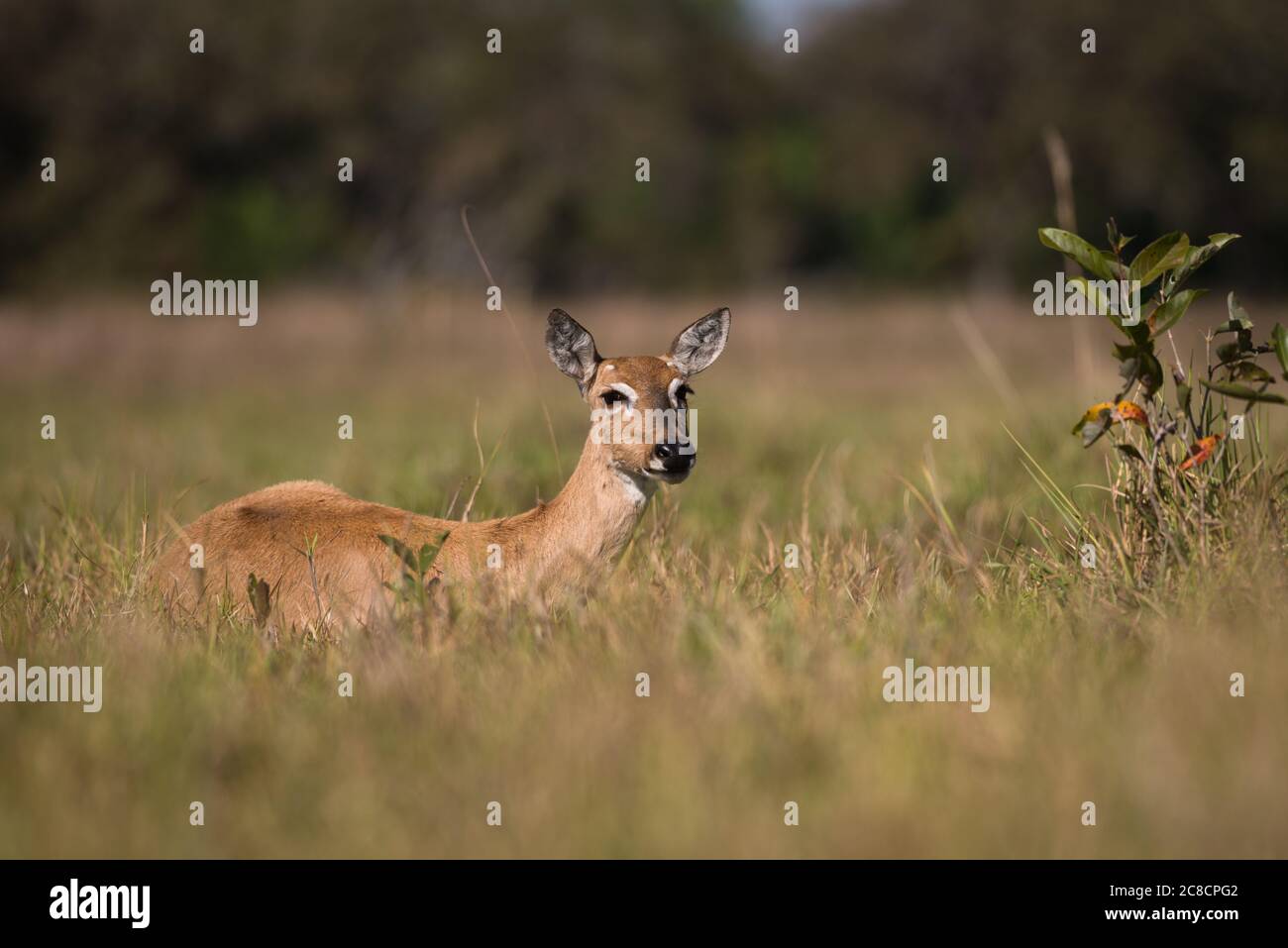 Femelle de Pampas Deer (Ozotoceros bezoarticus) du Pantanal du Sud, Brésil Banque D'Images