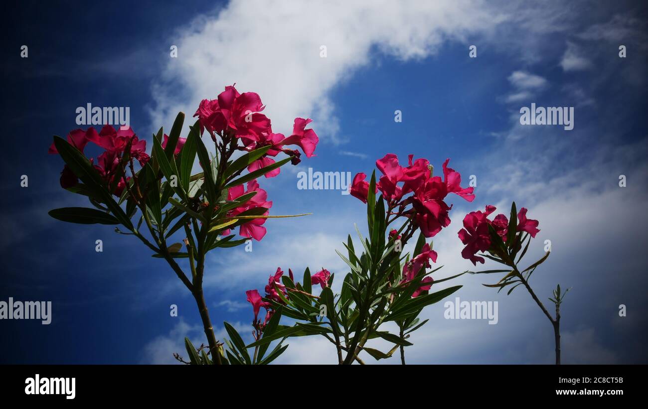 Magnifiques fleurs roses avec toile de fond nuageuse Banque D'Images