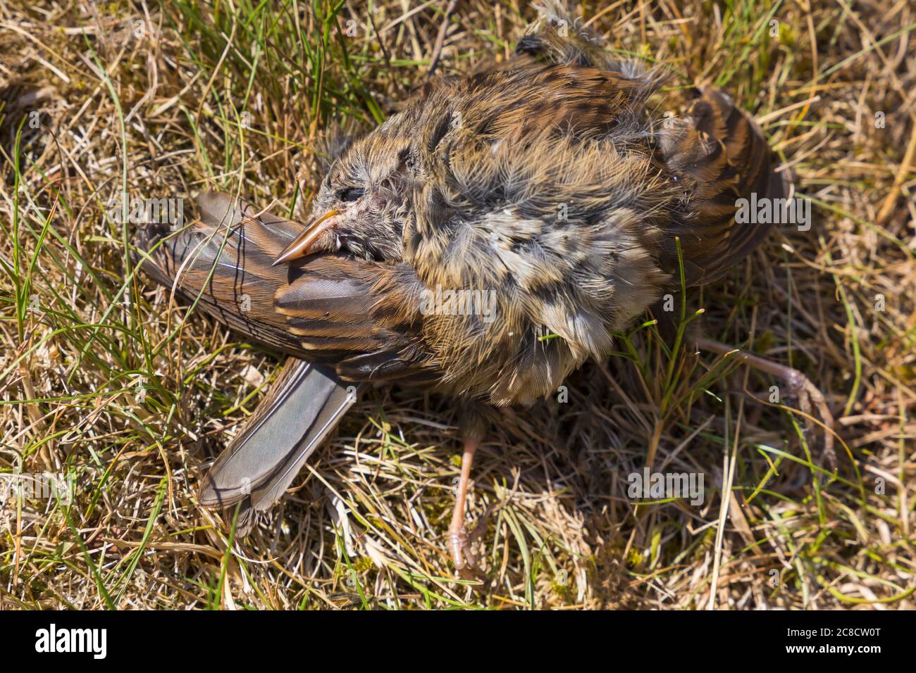 Jeunes jeunes bernaches, erithacus rubecula, trouvés morts sur pelouse dans le jardin avec des mouches vertes à Bournemouth, Dorset UK en juillet Banque D'Images