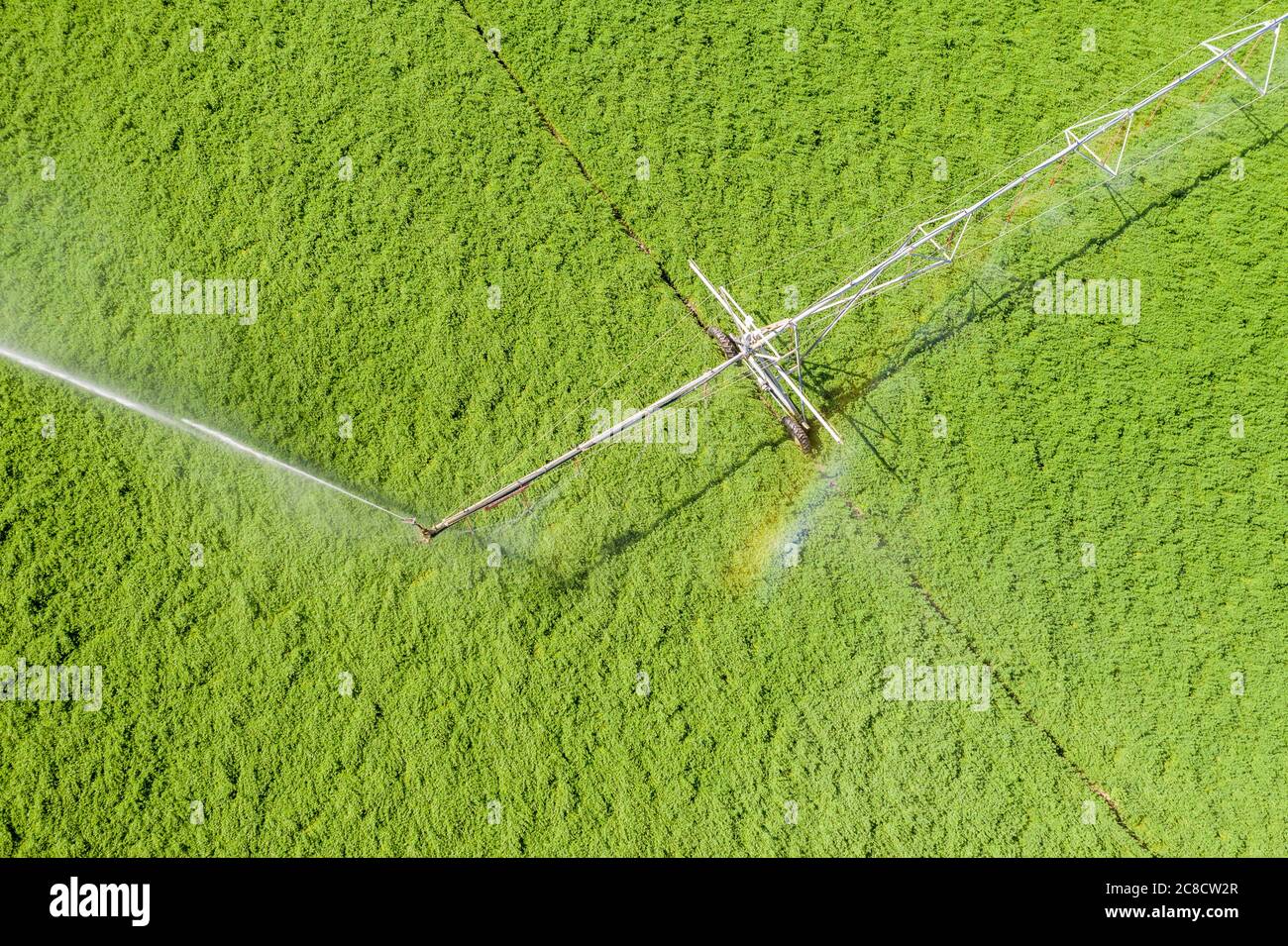 LaSalle, Colorado - UN système d'irrigation à pivot central dans le comté de Weld, dans l'est du Colorado. La zone ne reçoit que 15 pouces de pluie par an, donc de l'eau pour ir Banque D'Images