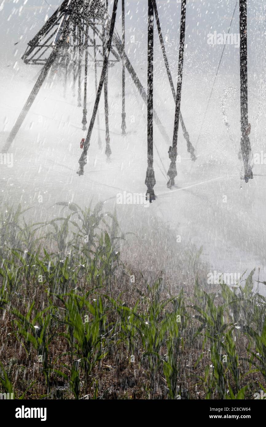 Hudson, Colorado - UN système d'irrigation à pivot central arrose une récolte de maïs dans le comté de Weld, dans l'est du Colorado. La région ne reçoit que 15 pouces de pluie par yea Banque D'Images