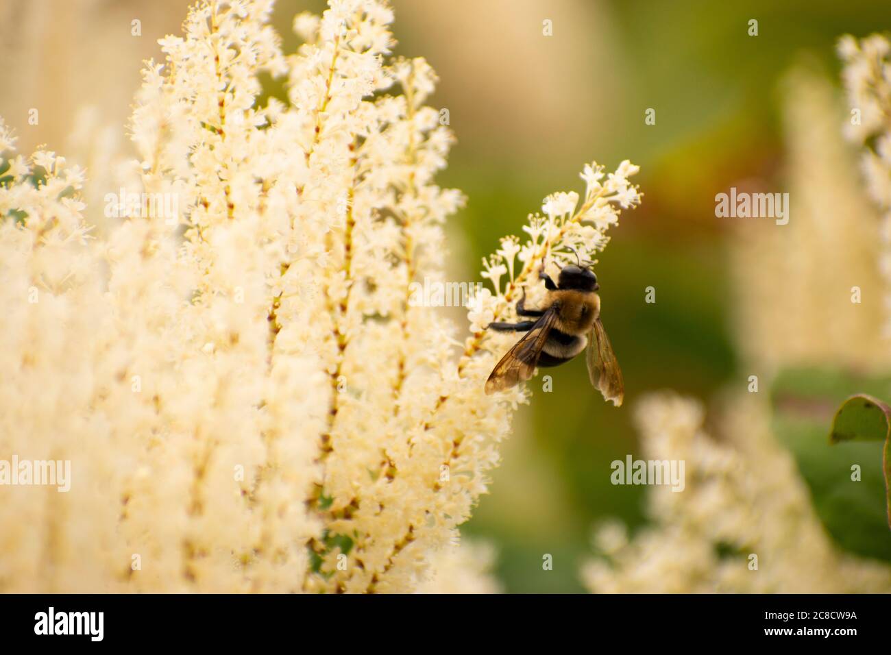 Un bourdon sur une plante à fleurs Banque D'Images