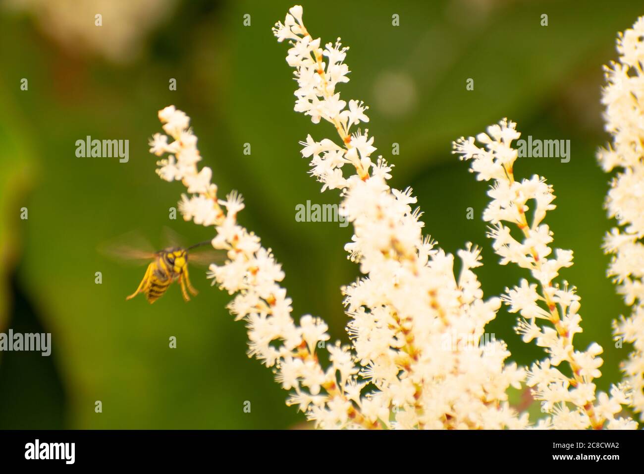 Une abeille en vol Banque D'Images