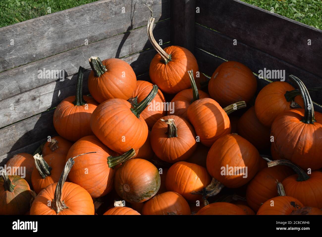 Une caisse de citrouilles Banque D'Images