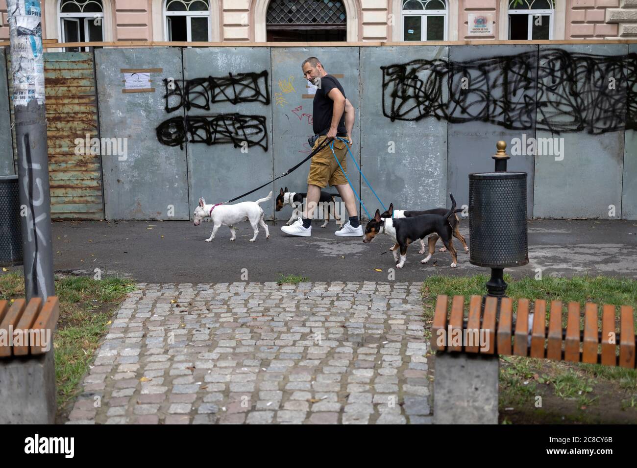 Belgrade, Serbie, 19 juillet 2020: Homme marchant quatre Bull Terriers anglais dans la rue de Zemun Banque D'Images