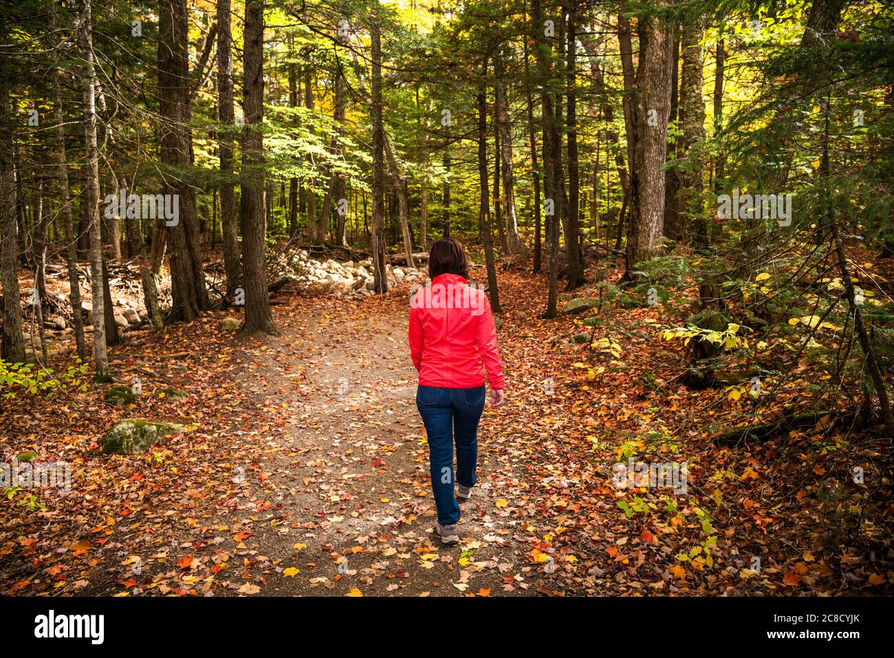 Femme randonneur sur un chemin forestier couvert de feuilles mortes en automne Banque D'Images