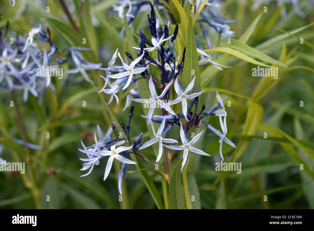 Amsonia Tabernaemontana (étoile bleue) fleurs cultivées aux frontières de RHS Garden Harlow Carr, Harrogate, Yorkshire, Angleterre, Royaume-Uni. Banque D'Images