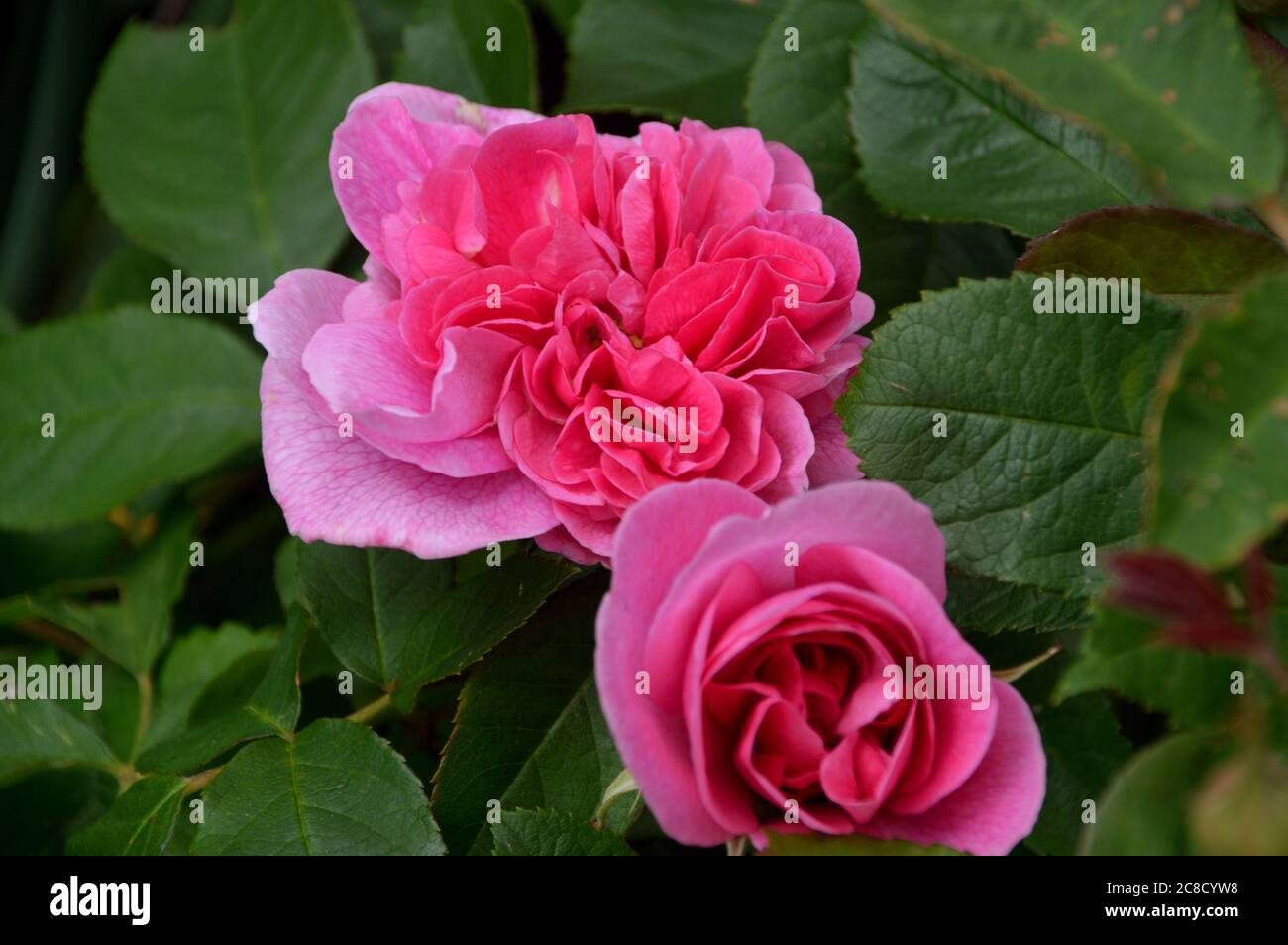 Deux roses roses roses roses (Rosa Gertrude Jekyll ) fleurs d'Australie cultivées aux frontières de RHS Garden Harlow Carr, Harrogate, Yorkshire, Angleterre, Royaume-Uni. Banque D'Images