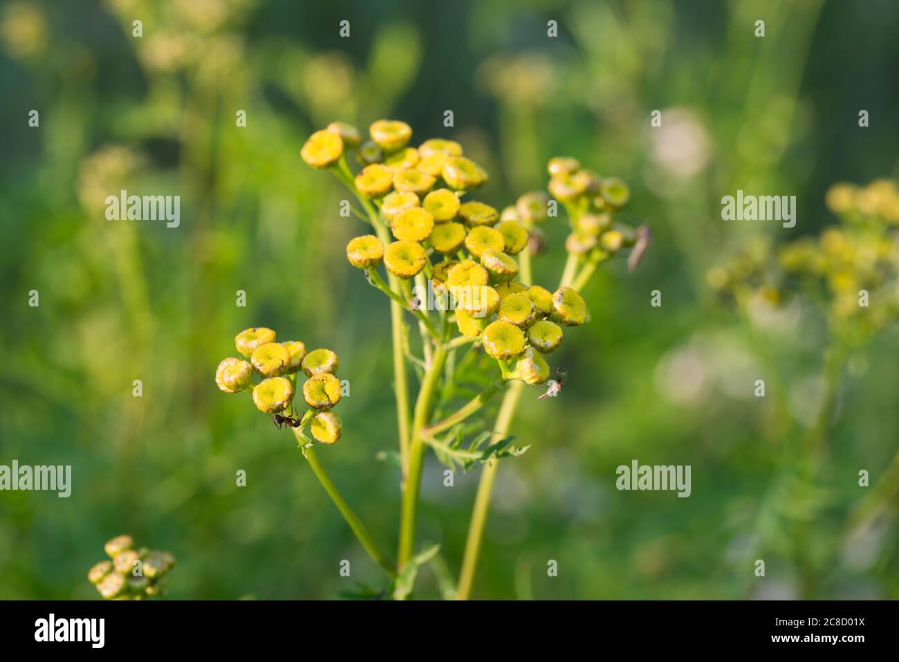 Tansy Tanaceum vulgare, boutons dorés, amers fleurs jaunes dans le pré macro sélectif foyer Banque D'Images