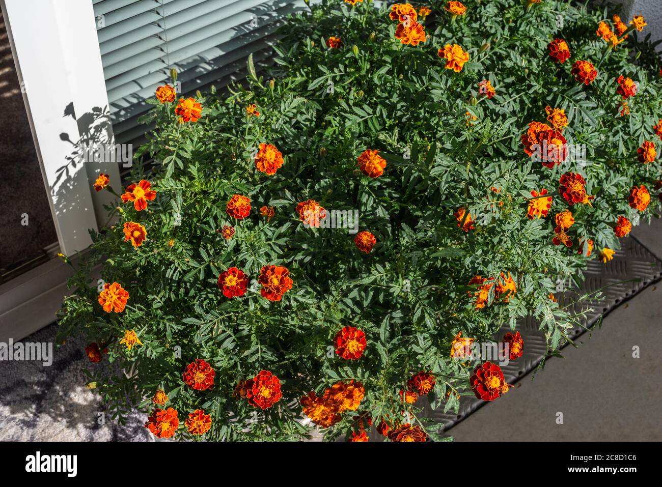 Fleurs d'orange agetes patula en pot - plante de Marigold français sur un balcon Banque D'Images