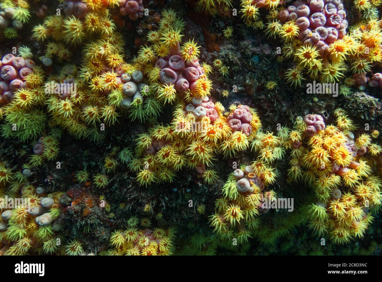 Sun Coral (Tubastaea tagusensis), une espèce envahissante photographiée à Ilhabela, au Brésil Banque D'Images