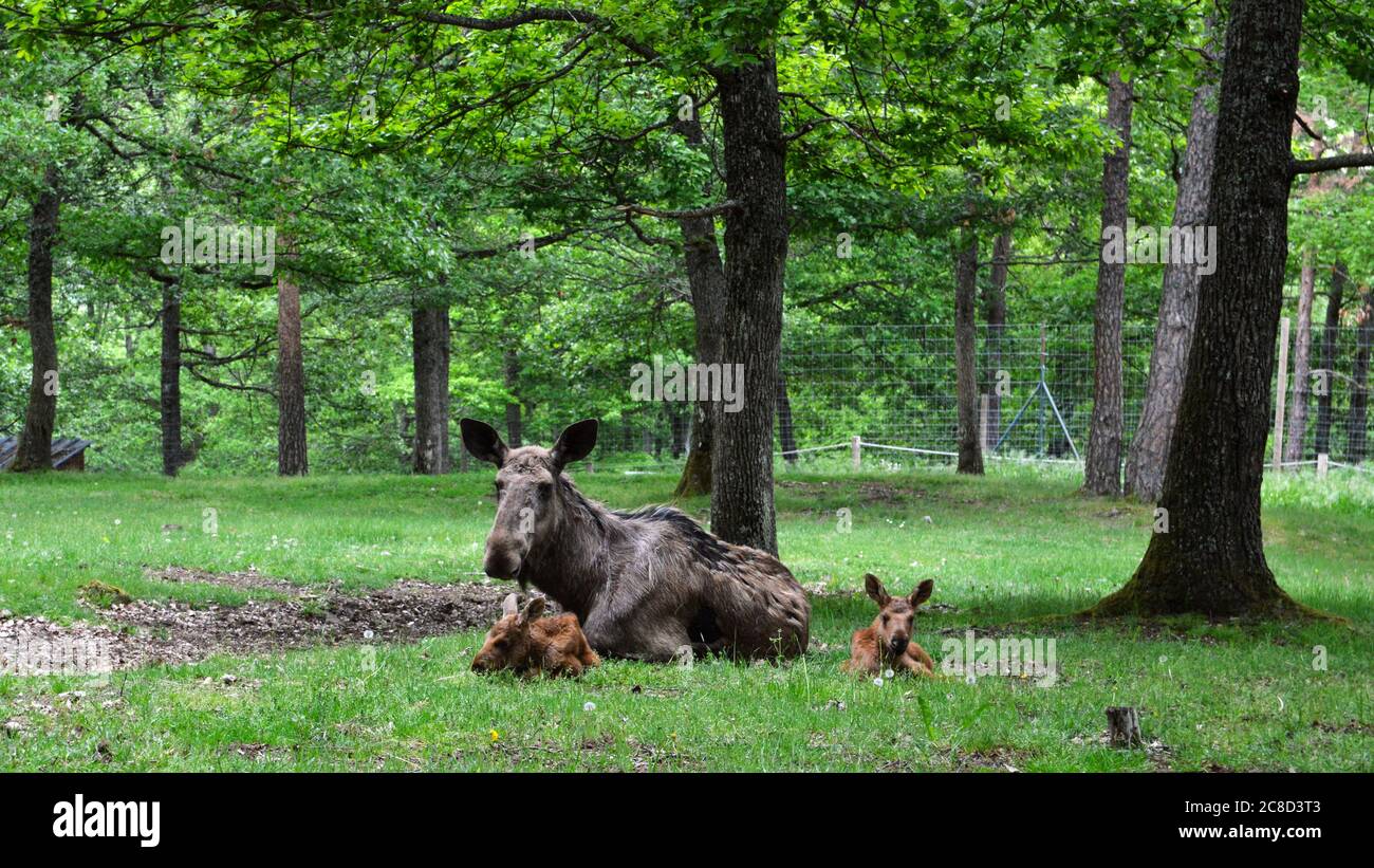 Une femelle élan ou élan avec ces bébés dans la forêt Photo Stock - Alamy