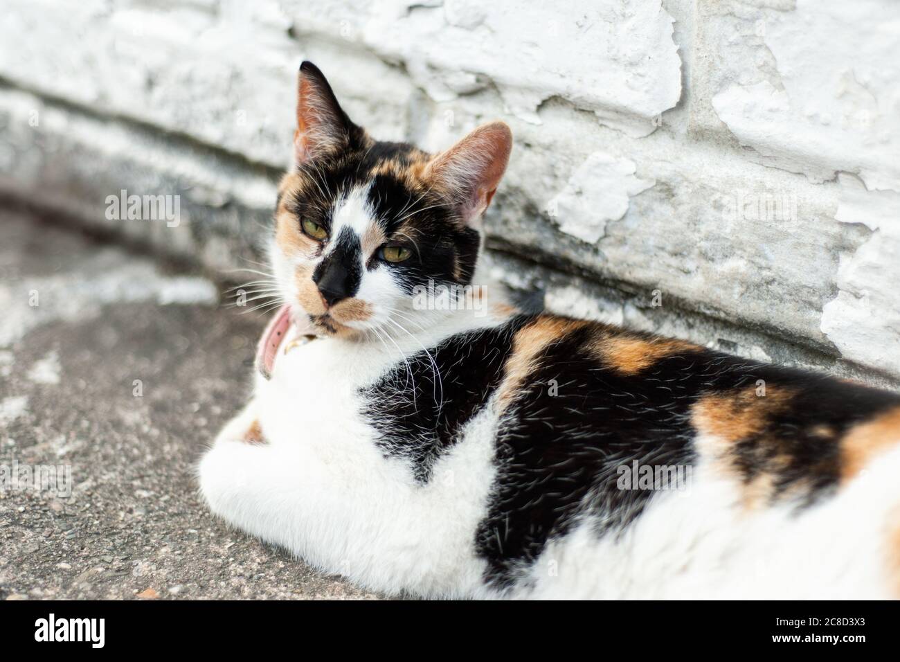 Pink Collar With Bell Banque De Photographies Et D Images A Haute Resolution Alamy