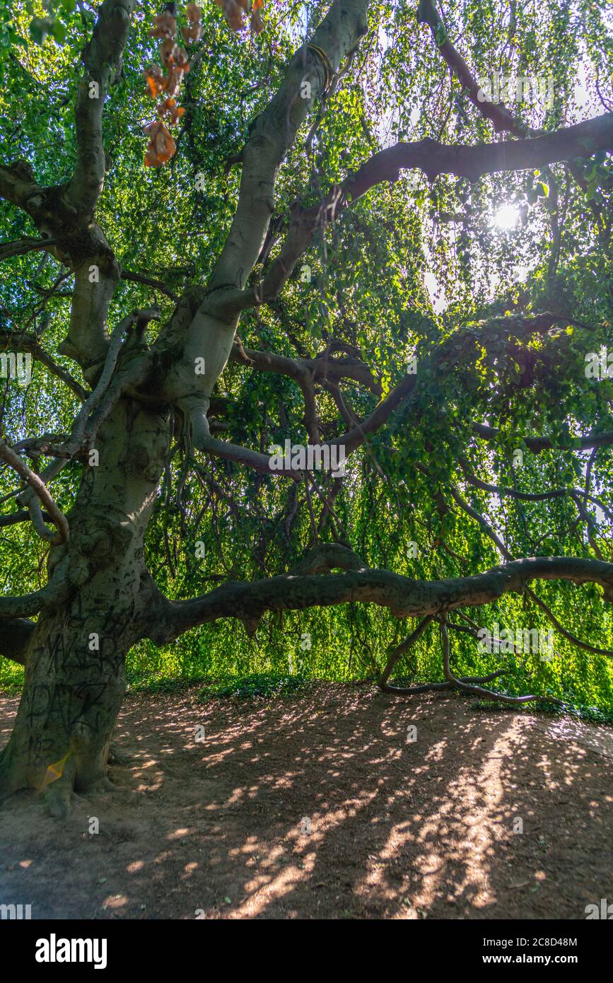 Très vieux arbre, Höhenpark Killesberg ou Park Killesberg, capitale Stuttgart, Bade-Wurtemberg, Allemagne du Sud, Europe centrale Banque D'Images