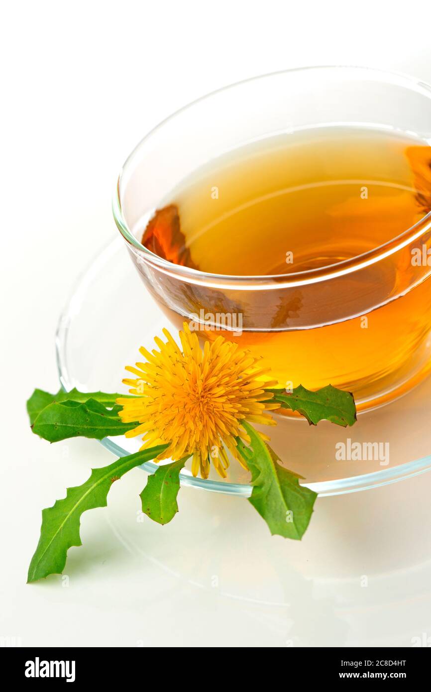 Thé pissenlit dans une tasse transparente avec fleur de pissenlit et feuilles sur fond blanc Banque D'Images