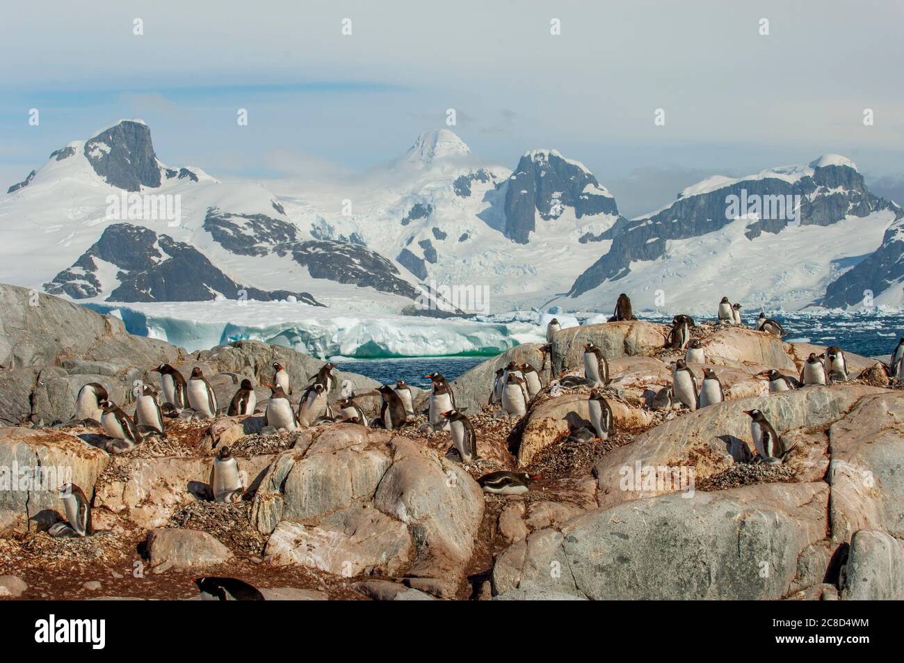 Une colonie de pingouins Gentoo (Pygoscelis papouasie) avec des poussins sur l'île de Petermann, dans le détroit de Penola, au large de la côte nord-ouest de la péninsule de Kiev, dans le Graham L. Banque D'Images