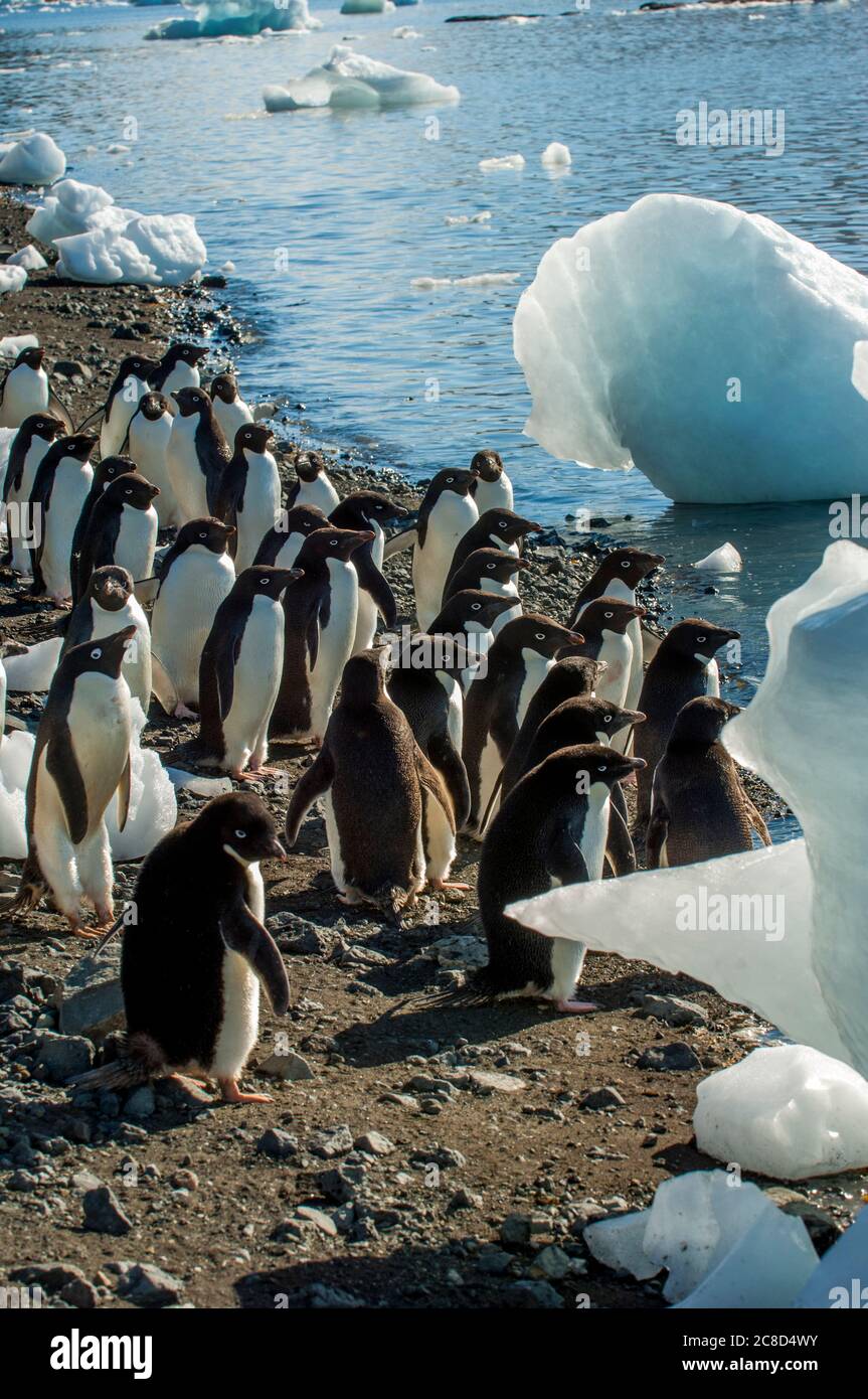 Adelie Penguins (Pygoscelis adeliae) sur la plage de l'île Devil, une île du groupe de l'île James Ross, près de la pointe nord-est de l'Antarctique Banque D'Images