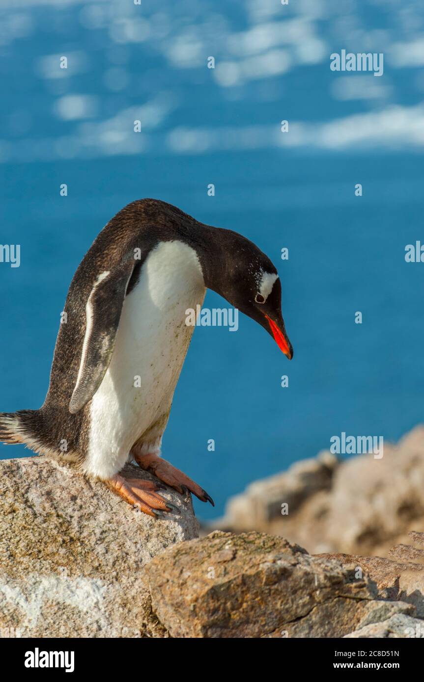 Un pingouin Gentoo (Pygoscelis papouasie) situé sur des rochers de granit sur l'île de Petermann, dans le détroit de Penola, au large de la côte nord-ouest de la péninsule de Kiev, en G Banque D'Images