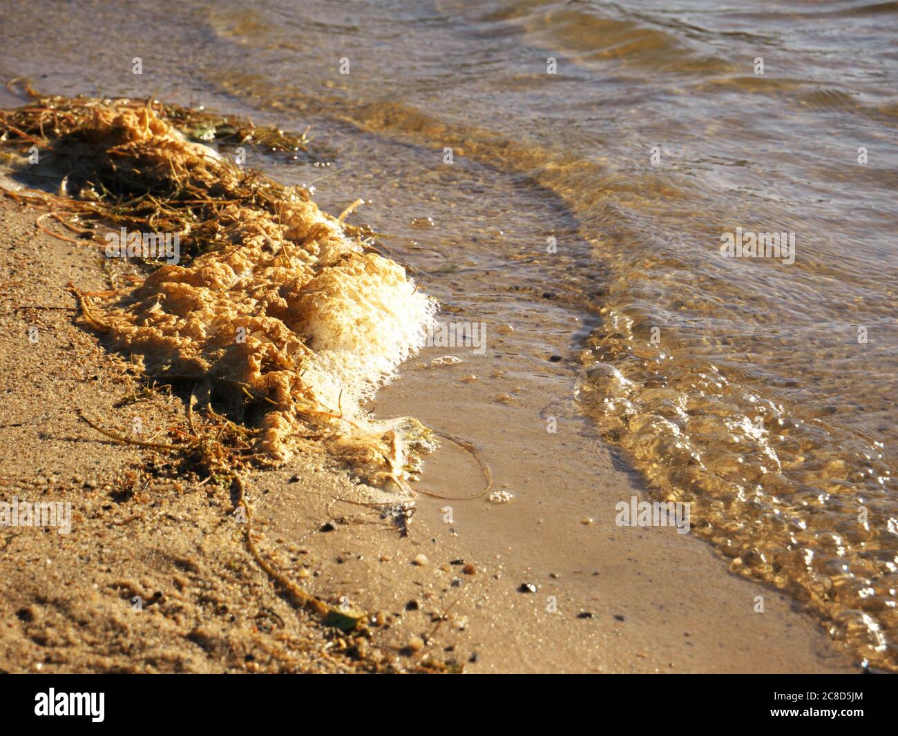 Mousse au bord d'un étang causée par le courant d'eau et la pollution Banque D'Images