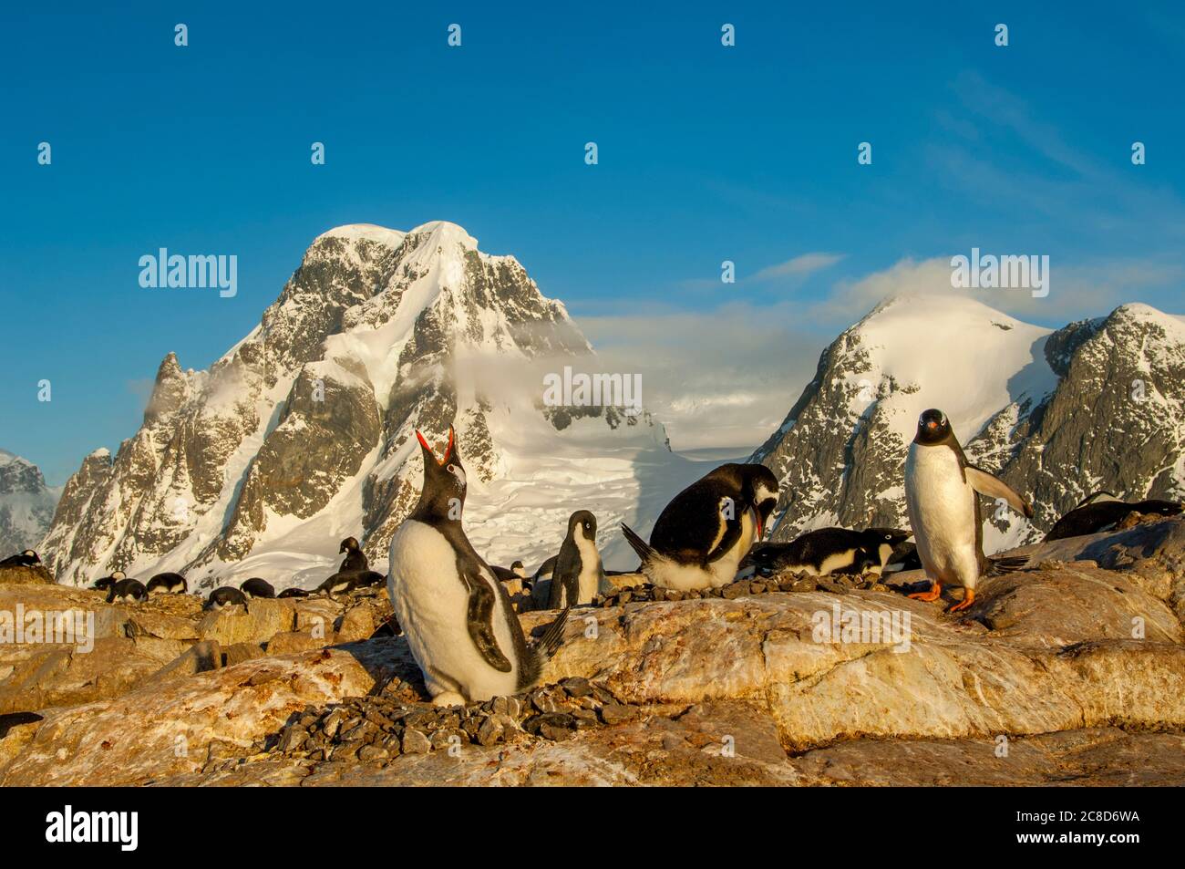 Une colonie de pingouins de Gentoo (Pygoscelis papouasie) avec des poussins à la lumière du soir sur l'île de Petermann, dans le détroit de Penola, au large de la côte nord-ouest de Kiev Peni Banque D'Images